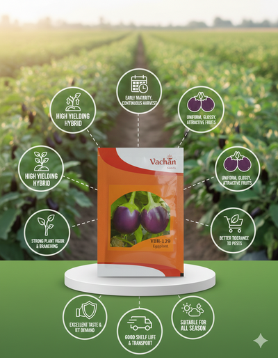 VBH-129 F1 Eggplant Hybrid | Home Gardening Seeds