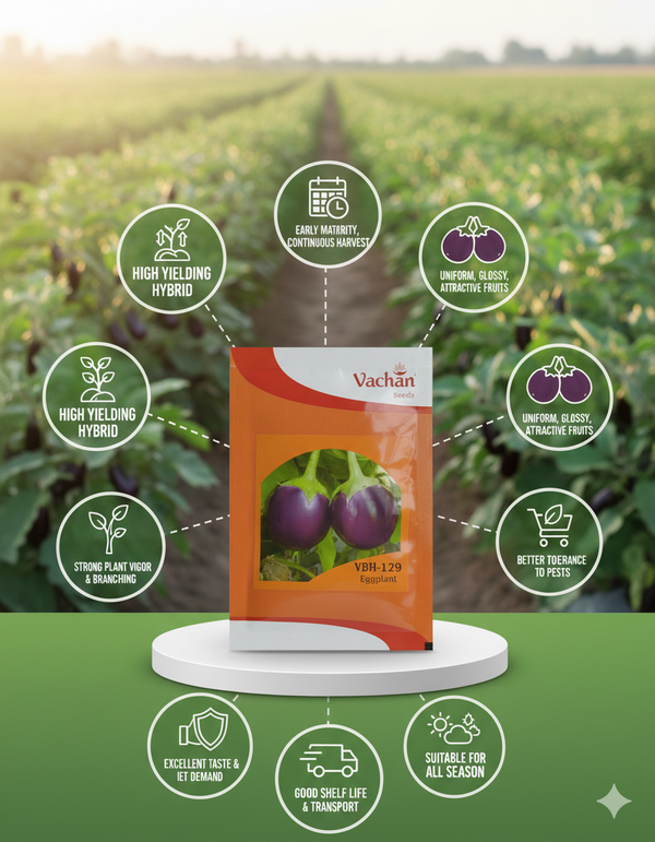 VBH-129 F1 Eggplant Hybrid | Home Gardening Seeds