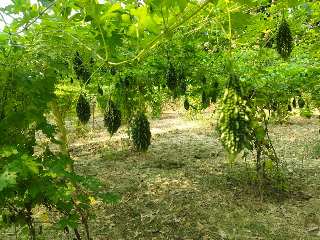karela seeds near me, hybrid bitter gourd seeds Gujarat