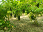 karela seeds near me, hybrid bitter gourd seeds Gujarat