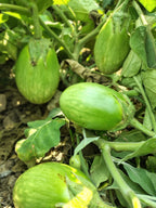 bacterial wilt tolerant brinjal hybrid