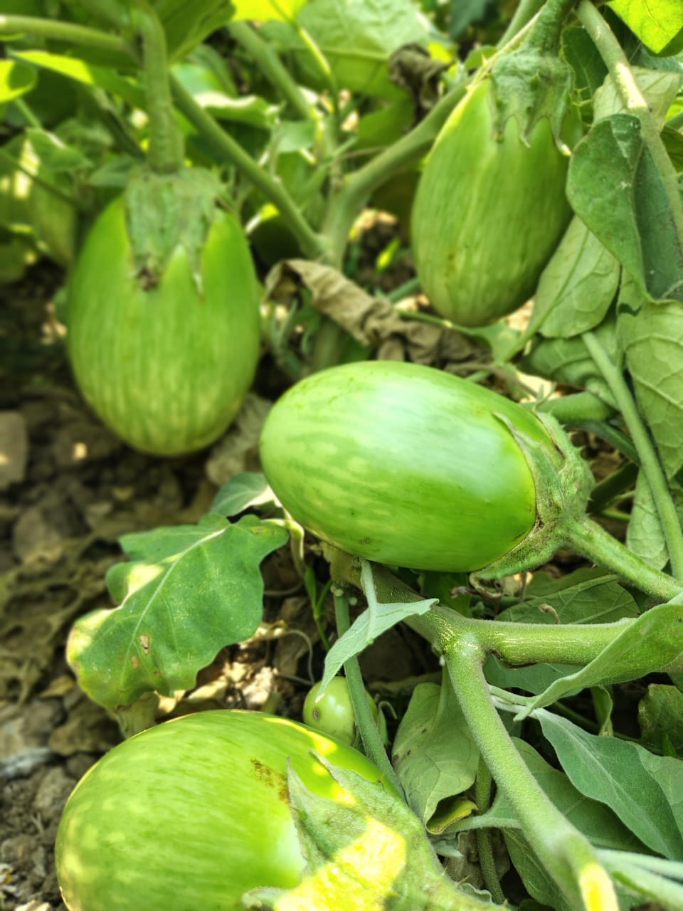 bacterial wilt tolerant brinjal hybrid