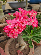Mr. Boost- Best fertilizer for Garden | Your Gardens Best Friend | Plant Growth Booster for Home Gardening