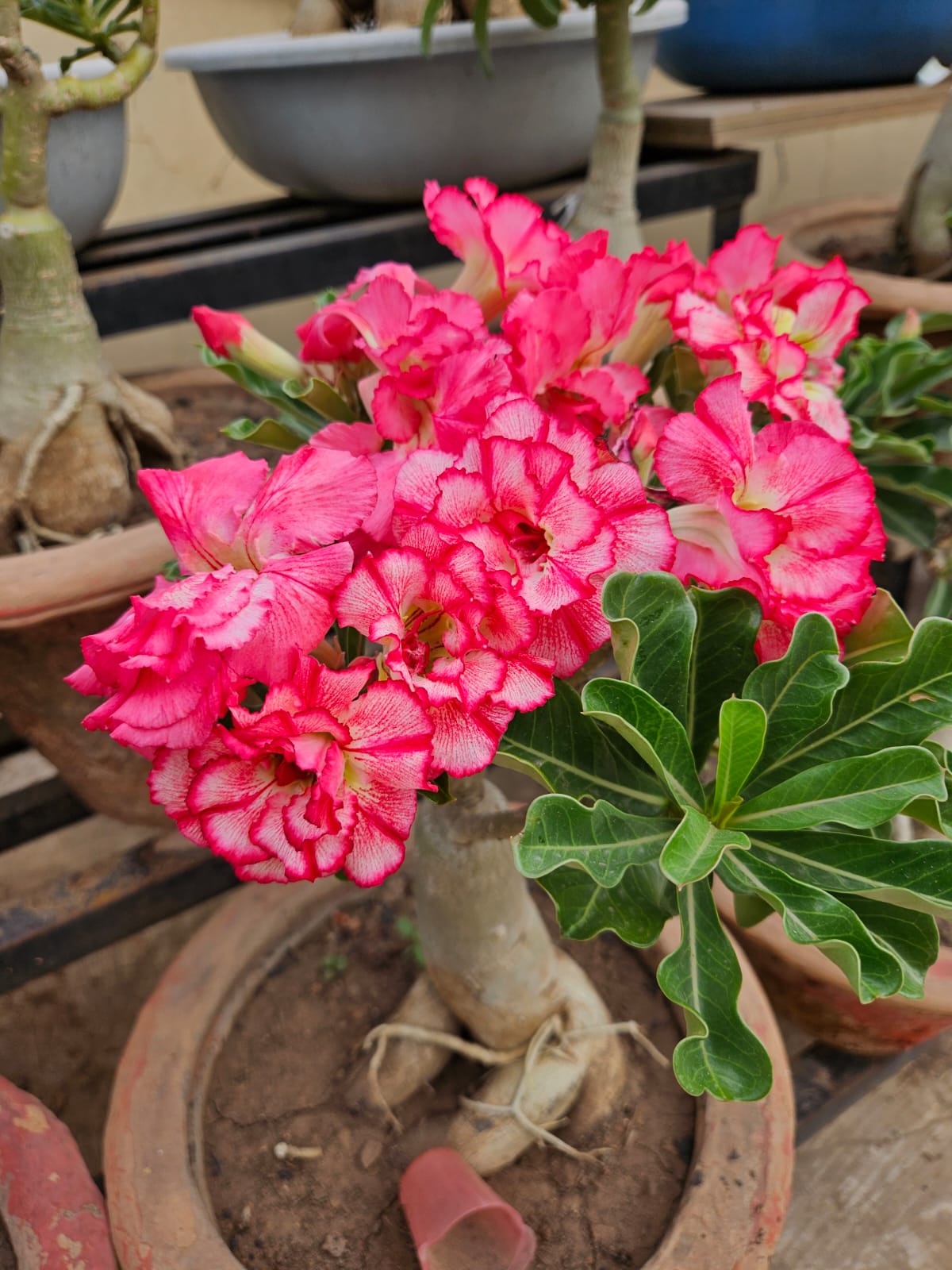 Mr. Boost- Best fertilizer for Garden | Your Gardens Best Friend | Plant Growth Booster for Home Gardening