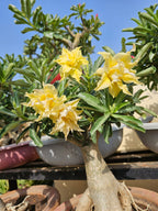 Mr. Boost- Best fertilizer for Garden | Your Gardens Best Friend | Plant Growth Booster for Home Gardening
