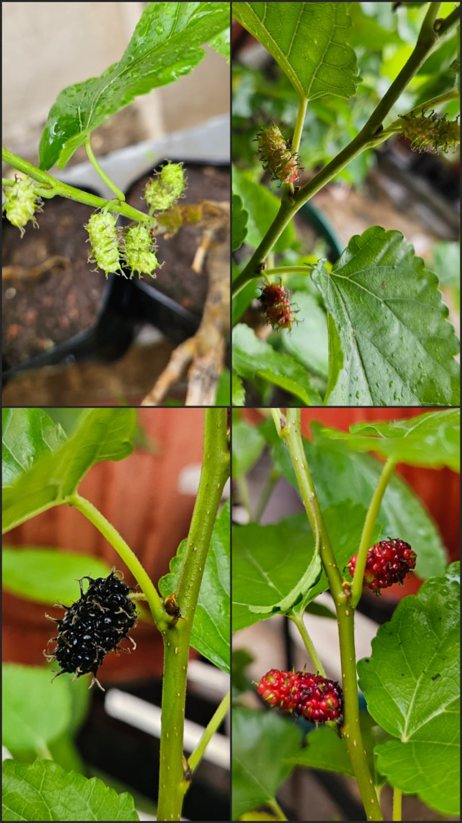 Mr. Boost- Best fertilizer for Garden | Your Gardens Best Friend | Plant Growth Booster for Home Gardening