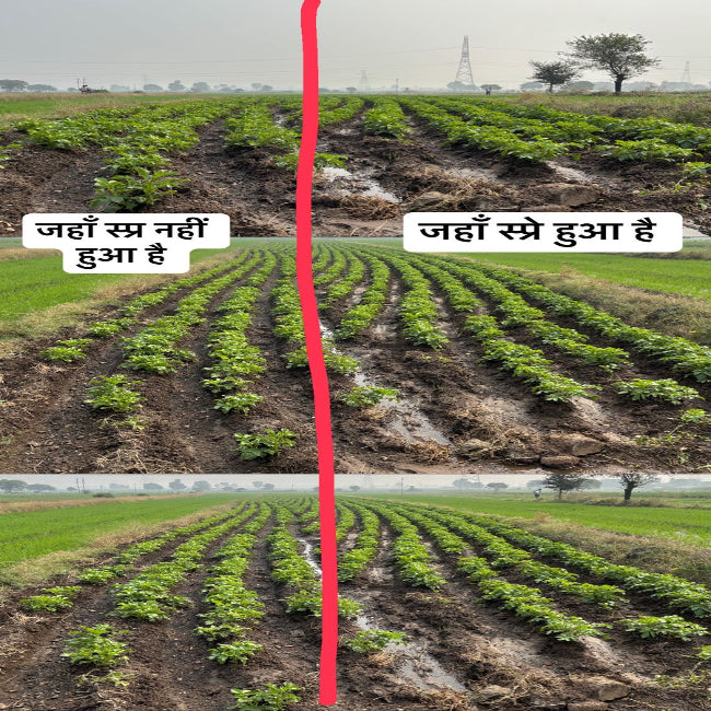 jado ka vikas kaise kare 