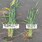 root development biofertilizer
