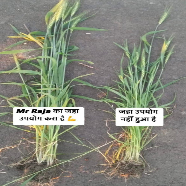 root development biofertilizer
