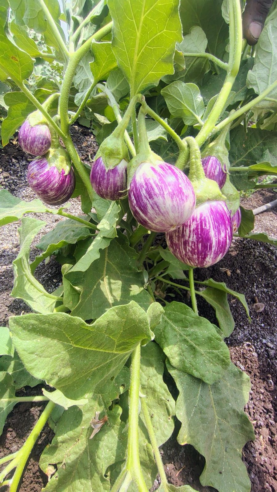 healthy brinjal flowering