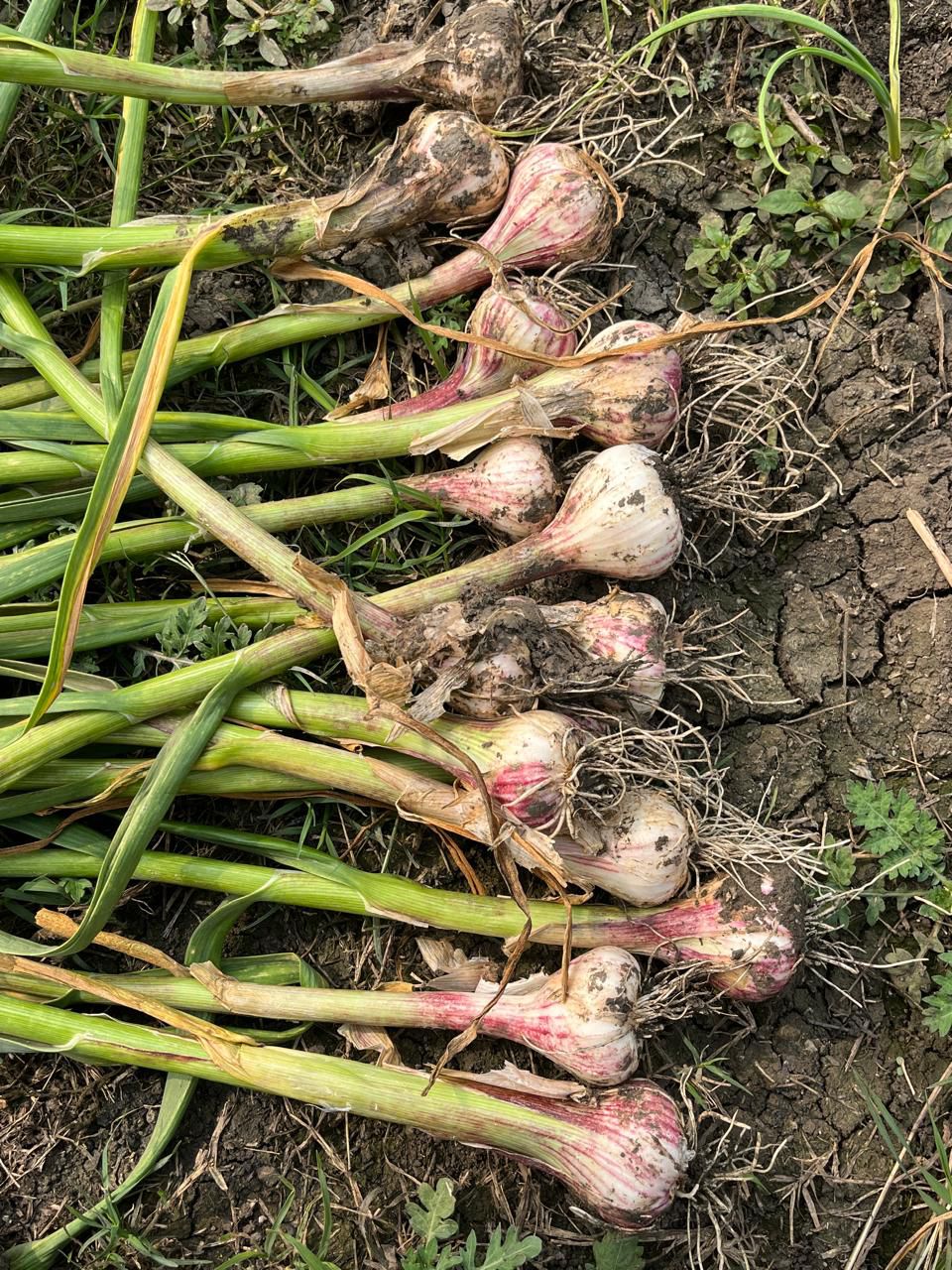 Fresh garlic bulbs- root growth
