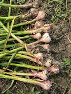 Fresh garlic bulbs- root growth