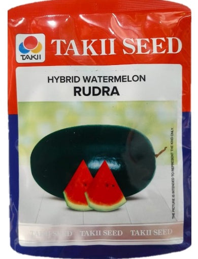 Hybrid Watermelon Rudra F1 Seeds | High Yield Red Flesh Watermelon Variety