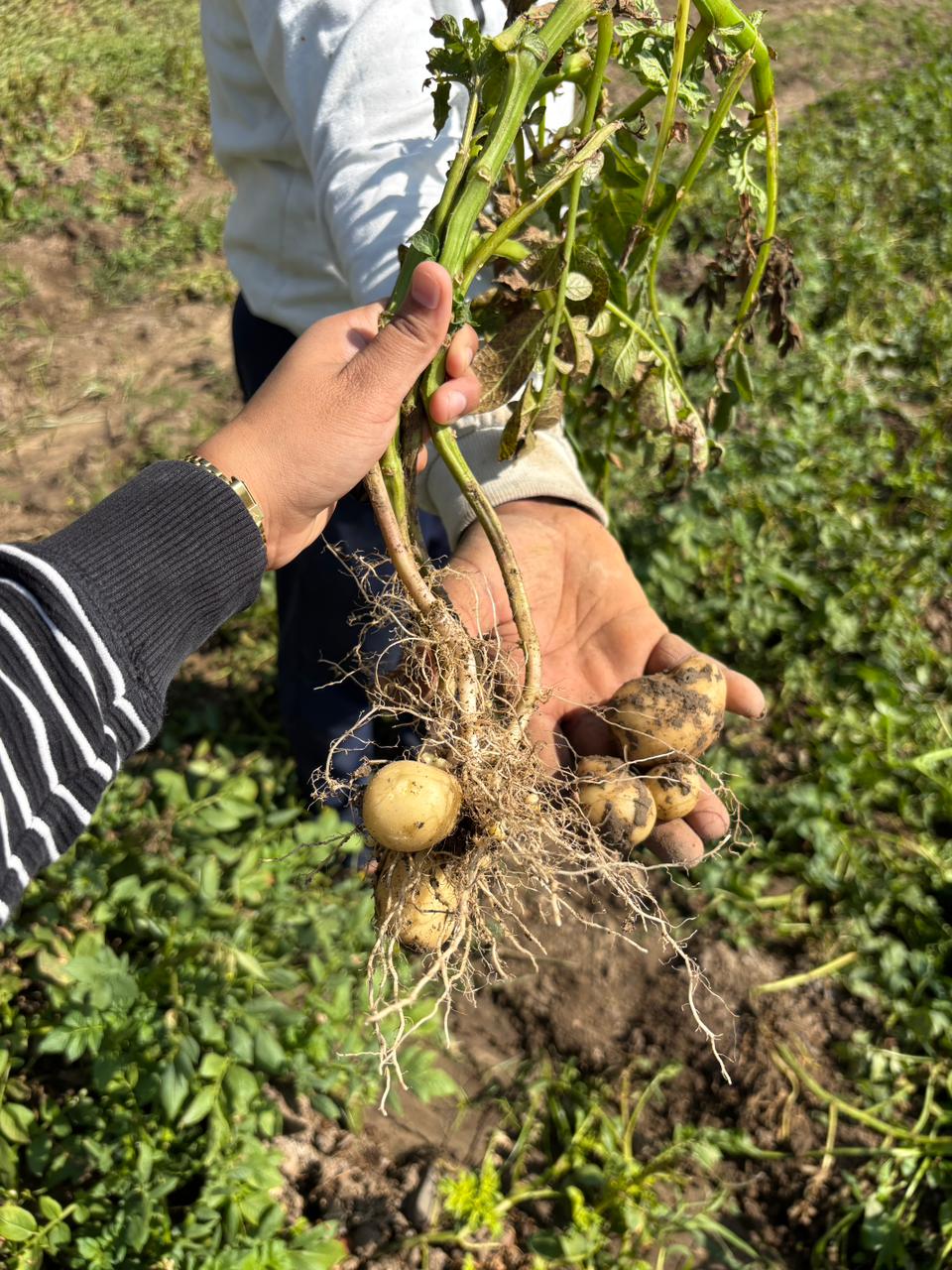 aloo mai zabardast growth 