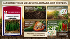 Hybrid Hot Pepper Armada F1 Seeds | High Yield Spicy Chilli Variety