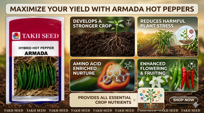 Hybrid Hot Pepper Armada F1 Seeds | High Yield Spicy Chilli Variety