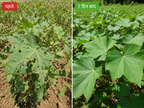 bramhastra crop result