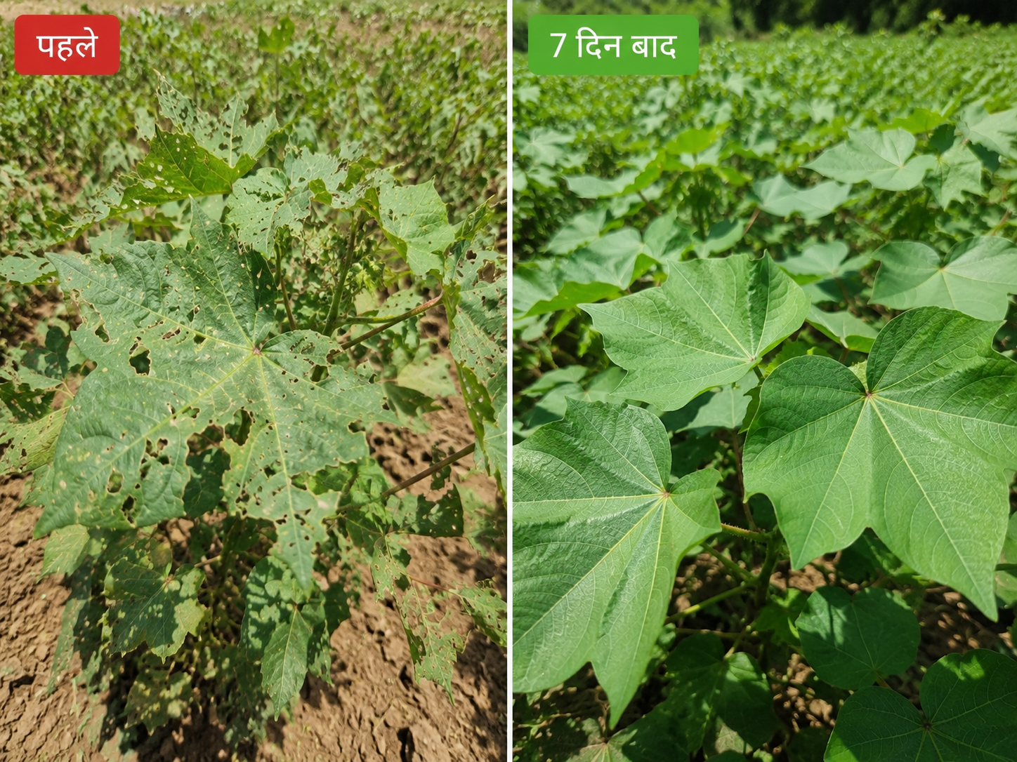 bramhastra crop result