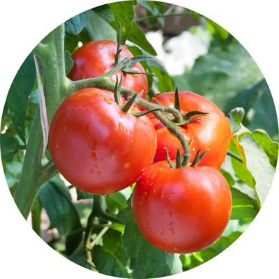 Tomato Crop