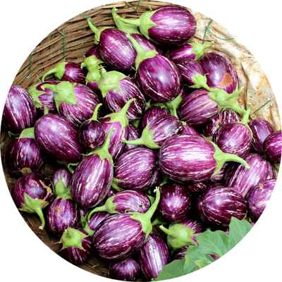 Brinjal Crop