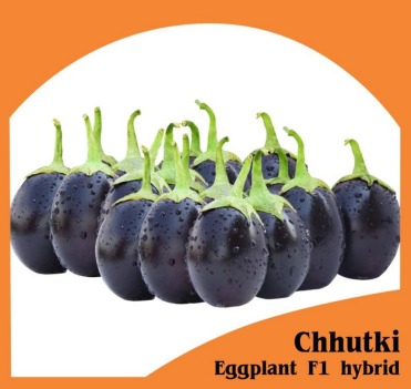 Chhutki F1 Eggplant Hybrid | Home Gardening Seeds