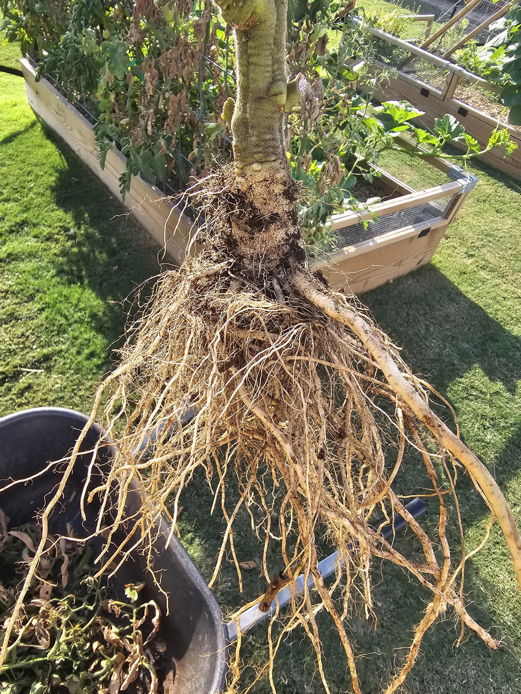 root growth in tomato 