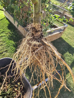 root growth in tomato 