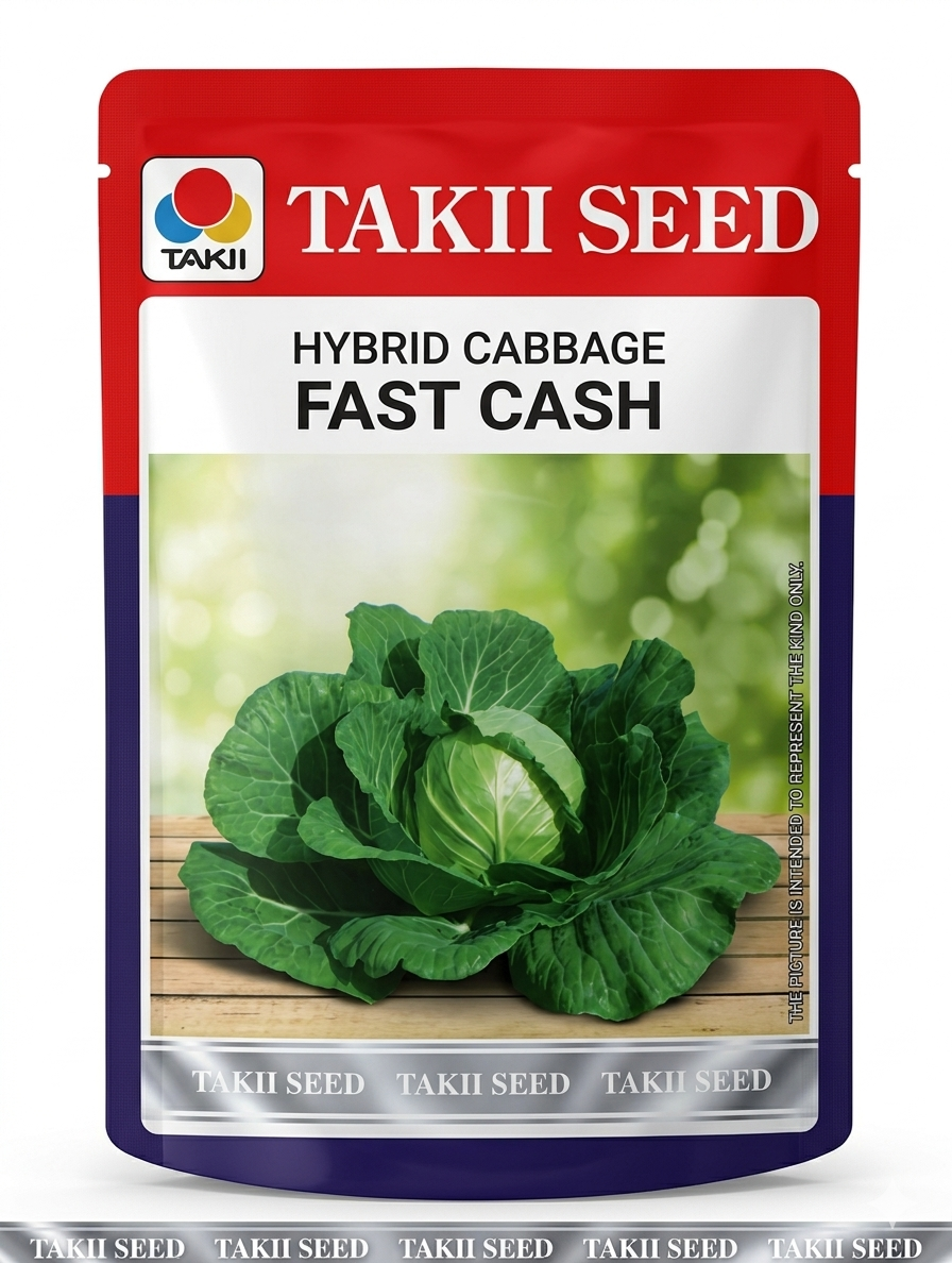 Hybrid Cabbage Fast Cash F1 Seeds | Early Maturity High Yield Green Cabbage Variety