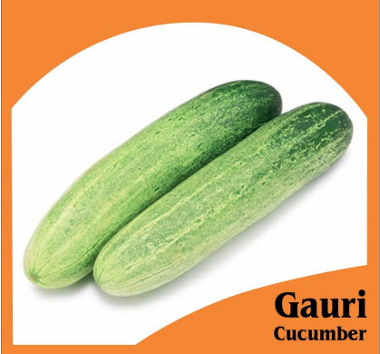 Cucumber Gauri | Hybrid Home Gardening Seeds