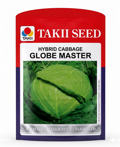 Hybrid Cabbage Globe Master F1 Seeds | High Yield Large Round Green Cabbage Variety