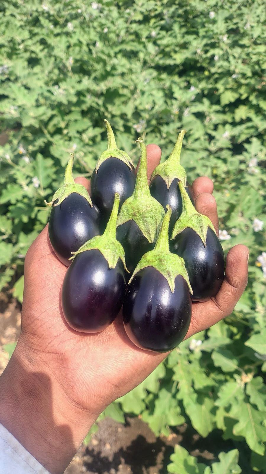 Mr Nano - Flower Booster for Bottle Gourd and Cucumber | Jasmonic Acid