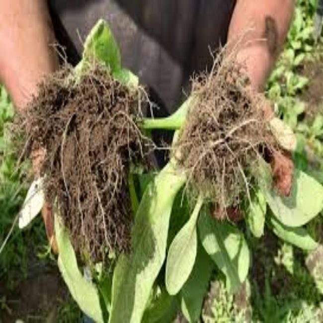 best root growth in vegetable 