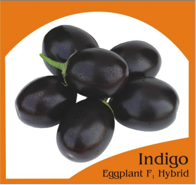 Indigo F1 Eggplant Hybrid | Home Gardening Seeds