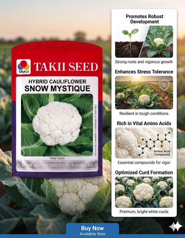 Hybrid Cauliflower Snow Mystique F1 Seeds | High Yield Snow White Cauliflower Variety