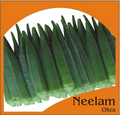 Neelam Okra | Home Gardening Seeds