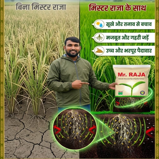 best root growth fertiliser 
