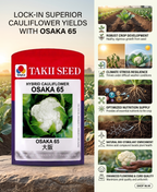 Hybrid Cauliflower Osaka 65 F1 Seeds | Early Maturity High Yield Cauliflower Variety