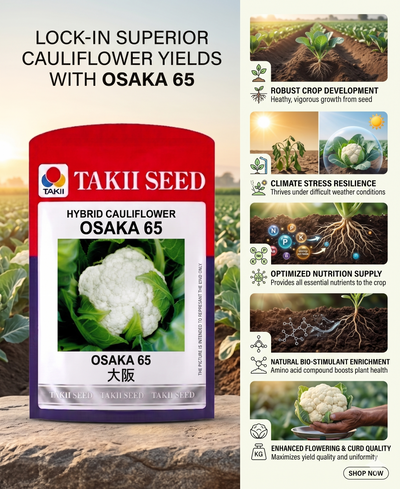 Hybrid Cauliflower Osaka 65 F1 Seeds | Early Maturity High Yield Cauliflower Variety