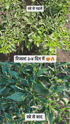 Best Viricide for Leaf Curl Virus