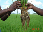 best humic acid in paddy 