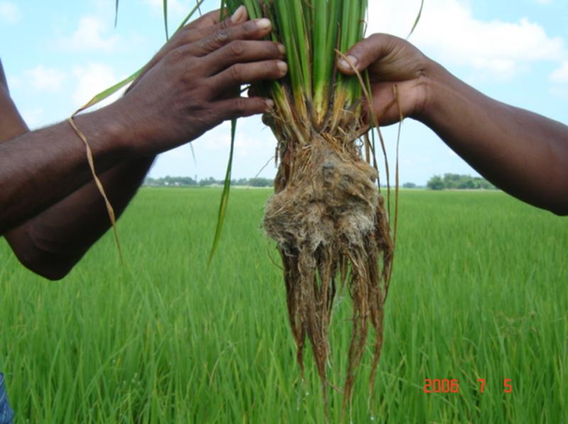 best humic acid in paddy 
