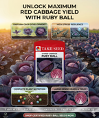 Hybrid Cabbage Ruby Ball F1 Seeds | High Yield Red Cabbage Variety