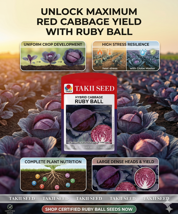 Hybrid Cabbage Ruby Ball F1 Seeds | High Yield Red Cabbage Variety