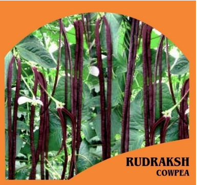 Cowpea Pole (Red Type) Rudraksh | Home Gardening Seeds
