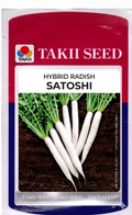 Hybrid Radish Satoshi F1 Seeds | High Yield White Radish Variety