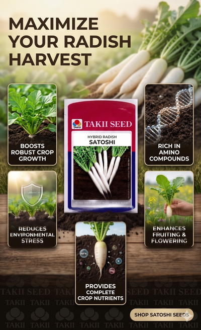 Hybrid Radish Satoshi F1 Seeds | High Yield White Radish Variety