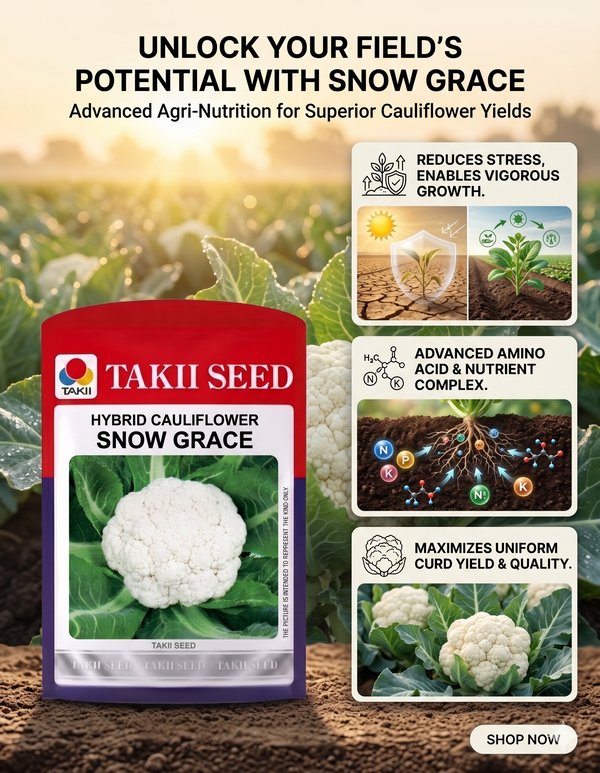 Hybrid Cauliflower Snow Grace F1 Seeds | High Yield Snow White Cauliflower Variety