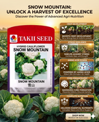 Hybrid Cauliflower Snow Mountain F1 Seeds | High Yield Snow White Cauliflower Variety