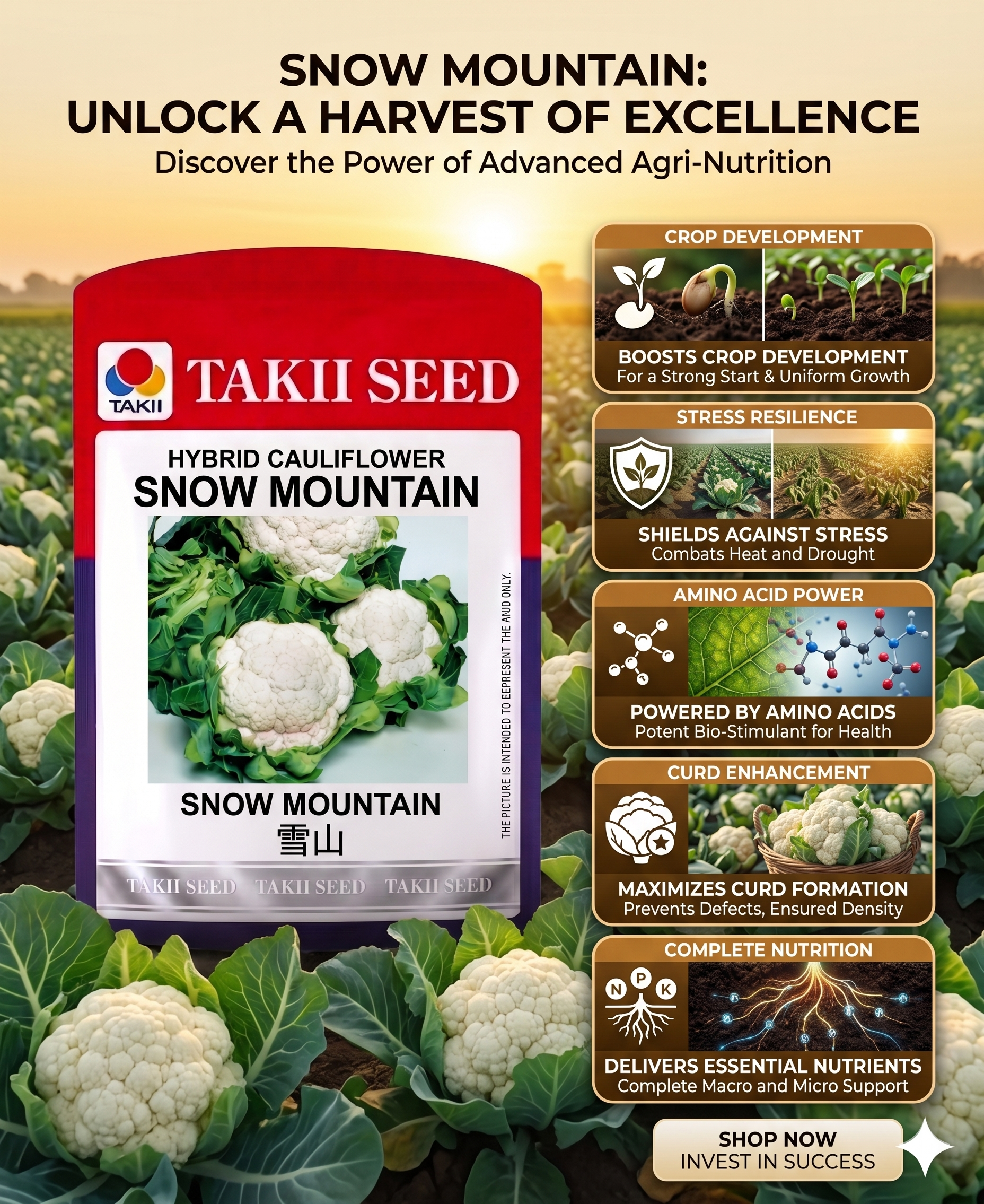 Hybrid Cauliflower Snow Mountain F1 Seeds | High Yield Snow White Cauliflower Variety