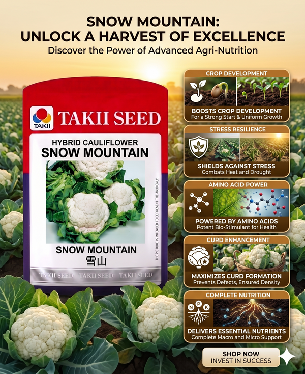 Hybrid Cauliflower Snow Mountain F1 Seeds | High Yield Snow White Cauliflower Variety